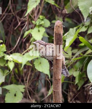 portrait of Eurasian wryneck (Jynx torquilla).Eurasian wryneck or northern wryneck is a species of wryneck in the woodpecker family. Stock Photo