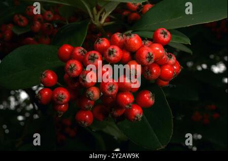 We don't get Holly berries in Australia - but we do get Cotoneaster berries instead. (Cotoneaster Frigidus).We don't get them at Christmas either! Stock Photo