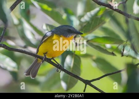 Eastern Yellow Robin (Eopsaltria australis) perched on a branch, Davies Creek National Park, Far North Queensland, Australia Stock Photo