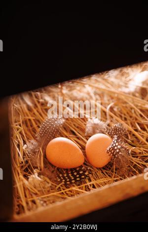 Two brown guinea fowl eggs lie on the straw, next to the feathers Stock Photo