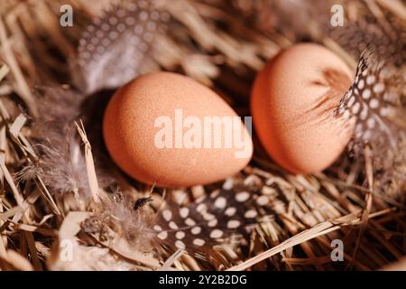 Two brown guinea fowl eggs lie on the straw, next to the feathers Stock Photo