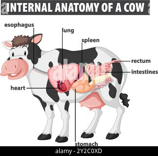 Labeled diagram of cow's internal organs Stock Vector