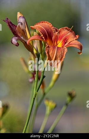 Closeup of hemerocallis fulva , the orange day-lily, tawny daylily, corn lily, tiger daylily, fulvous daylily, ditch lily or Fourth of July lily. Stock Photo