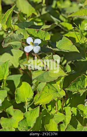 Closeup of houttuynia cordata, also known as fish mint, fish leaf, rainbow plant, chameleon plant, heart leaf, fish wort, or Chinese lizard tail. Stock Photo