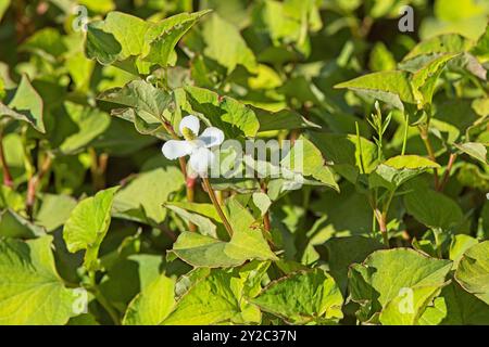 Closeup of houttuynia cordata, also known as fish mint, fish leaf, rainbow plant, chameleon plant, heart leaf, fish wort, or Chinese lizard tail. Stock Photo