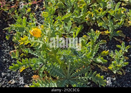 Closeup of glaucium flavum, the yellow horned poppy, yellow hornpoppy or sea poppy, is a summer flowering plant in the family papveraceae. Stock Photo