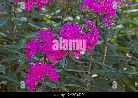 Closeup of phlox paniculata ´border gem´, also known as garden phlox, is a species of flowering plant in the phlox family. Stock Photo