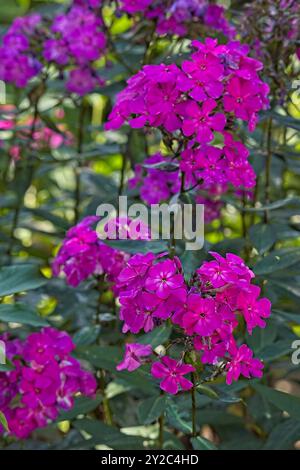 Closeup of phlox paniculata ´border gem´, also known as garden phlox, is a species of flowering plant in the phlox family. Stock Photo