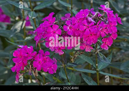 Closeup of phlox paniculata ´border gem´, also known as garden phlox, is a species of flowering plant in the phlox family. Stock Photo