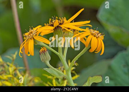 Closeup of ligularia stenocephala, also known as the rocket, is a species of the genus ligularia and the family asteraceae. Stock Photo