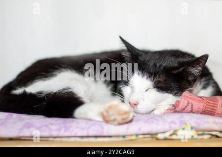 A black and white cat is peacefully sleeping on a cozy blanket, enjoying its restful time and finding warmth and comfort in its surroundings Stock Photo