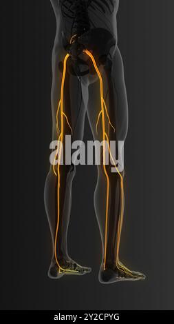 Painful sciatic nerve in the both legs Stock Photo