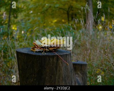 Fallen yellow colored autumn leaves are lying on a wooden stump in the forest. Stock Photo
