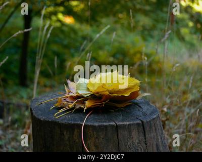 Fallen yellow colored autumn leaves are lying on a wooden stump in the forest. Stock Photo