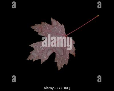Fallen autumn red maple leaf covered with raindrops isolated on black background. Natural design element. Stock Photo