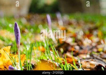 autumn background photo, fallen leaves and violet flowers blooming on the grass Stock Photo