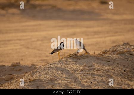 A Black-winged stilt (Himantopus himantopus) and an Eurasian collared dove (Streptopelia decaocto) perched close to each other on a sand mound. Stock Photo