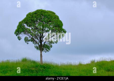 A large tree stands alone in a field of grass. The sky is cloudy, and the tree is the only object in the scene. Cabarceno Nature Park. Cantabria, Spai Stock Photo