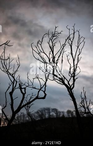 Silhouetted burnt branches in Legarda, Navarra, Spain, standing out against the evening sky, showcasing the damage from a wildfire. Stock Photo