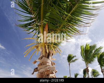 coconut trees and inflorescence, idyllic tropical palm trees and blue sky and sun Stock Photo