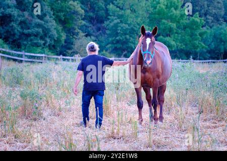 A man is walking a horse in a field. The horse is wearing a blue halter. The man is wearing a black shirt and jeans Stock Photo
