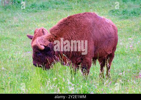 European bison (Bison bonasus)  grazing in a grassland. Cabarceno Nature Park. Cantabria, Spain. Stock Photo