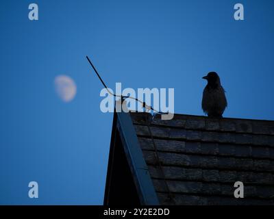 Silhouette of a crow sitting on the roof at the background of the night sky with the moon. Mystical horror fairy tale background wallpaper. Halloween Stock Photo