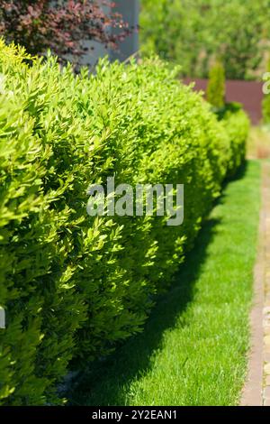A beautiful hedge of Boxwood. Buxus plant pattern. Seamless texture of green natural background. Selective focus Stock Photo
