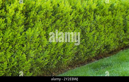 A beautiful hedge of Boxwood. Buxus plant pattern. Seamless texture of green natural background. Selective focus Stock Photo