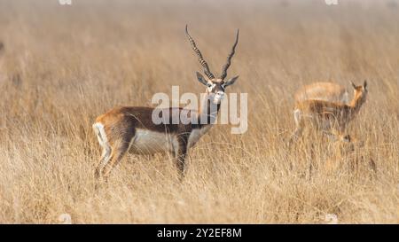 Tal Chappar Wildlife Sanctuary in Rajasthan is a haven for blackbucks. These graceful antelopes are known for their distinctive black and white coat. Stock Photo