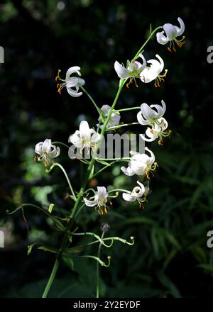 Martagon Lily or Turk's Cap Lily, Lilium martagon, Liliaceae. Europe and Asia.  White variation. Stock Photo