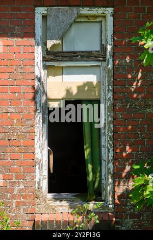 A dilapidated window frame of an abandoned farm with red bricks without glass and an old green curtain. Concept of rural depopulation. Stock Photo