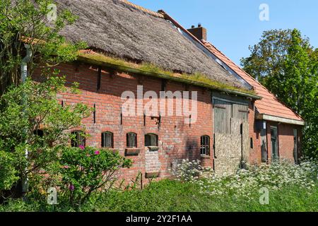 An abandoned and dilapidated farm house with red bricks and broken glass on a neglected terrain with tall grass. Concept of rural depopulation. Stock Photo