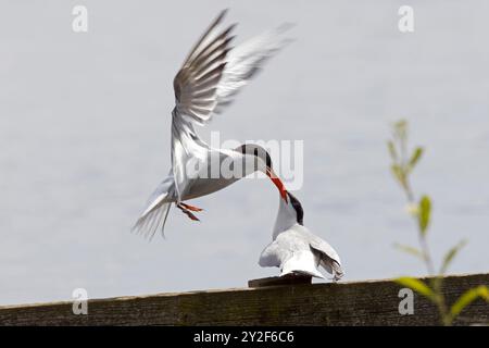 A common tern (Sterna hirundo) hovering over a second one with beaks locked. Stock Photo