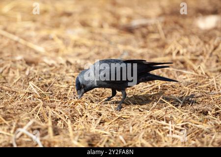 western jackdaw (Coloeus monedula) searches for food photographed in Israel in December Stock Photo