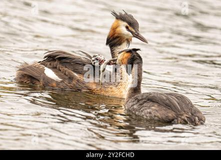 A family of Great crested grebe ia member of the grebe A family of  great crested grebes, a chick on the females back and dad feeding the chick a fish Stock Photo