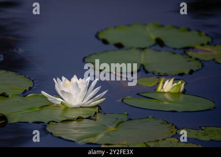 American White Water Lily (Nymphaea odorata) on Lake Nokomis in Wisconsin, horizontal Stock Photo