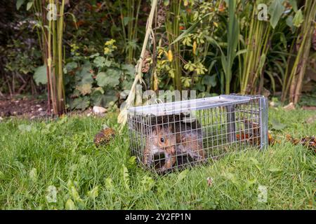 Invasive non-native species causing damage gardens flowers trees, caught in humane traps  released back into the wild will occur a fine, RSPCA or vet Stock Photo