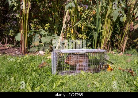 Invasive non-native species causing damage gardens flowers trees, caught in humane traps  released back into the wild will occur a fine, RSPCA or vet Stock Photo