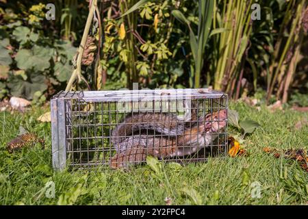 Invasive non-native species causing damage gardens flowers trees, caught in humane traps  released back into the wild will occur a fine, RSPCA or vet Stock Photo