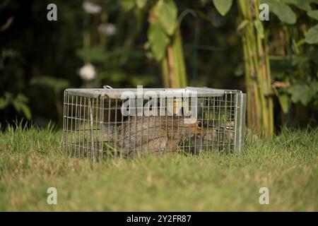 Invasive non-native species causing damage gardens flowers trees, caught in humane traps  released back into the wild will occur a fine, RSPCA or vet Stock Photo