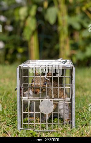 Invasive non-native species causing damage gardens flowers trees, caught in humane traps  released back into the wild will occur a fine, RSPCA or vet Stock Photo