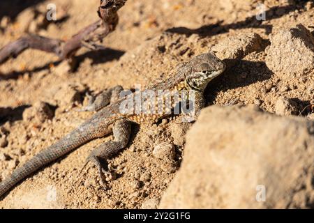Macro of Side Blotched Lizard looking.  Photograph taken in hills above Simi Valley California. Stock Photo
