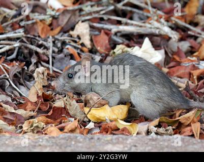 Black rat, roof rat, ship rat, house rat, Hausratte, Rat noir, Rattus rattus, házi patkány, Santa Cruz Island, Galápagos, Ecuador, South America Stock Photo