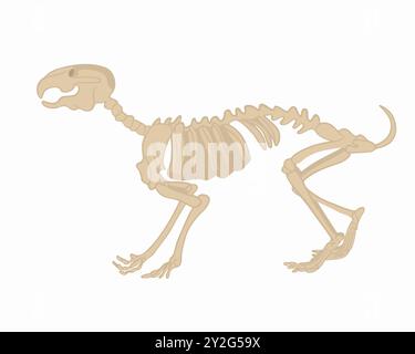 Vector isolated illustration of a rabbit skeleton on a white background. Study of zoology. Stock Vector