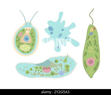 Vector isolated illustration set of unicellular organisms. Study of biology. Amoeba proteus and infusoria. The structure of Evlena green and Chlamydom Stock Vector