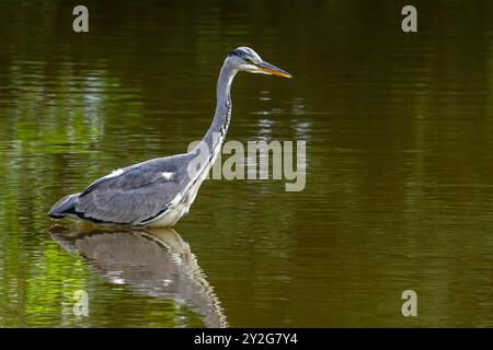 Grey heron (Ardea cinerea) juvenile fishing in shallow water of pond in late summer Stock Photo