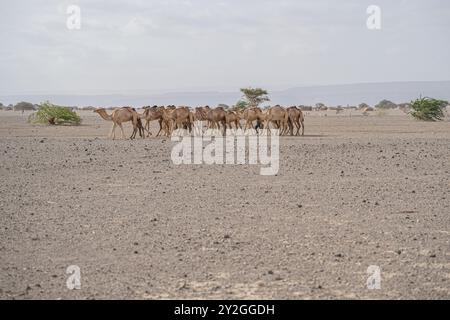 A herd of camels in the desert of Djibouti Stock Photo