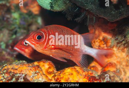 Tail spot squirrelfish, Sargacentron caudimaculatum, Raja Ampat Indonesia. Stock Photo