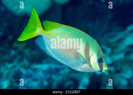 Masked Rabbitfish, Siganus puellus, Raja Ampat West papua Indonesia. Stock Photo